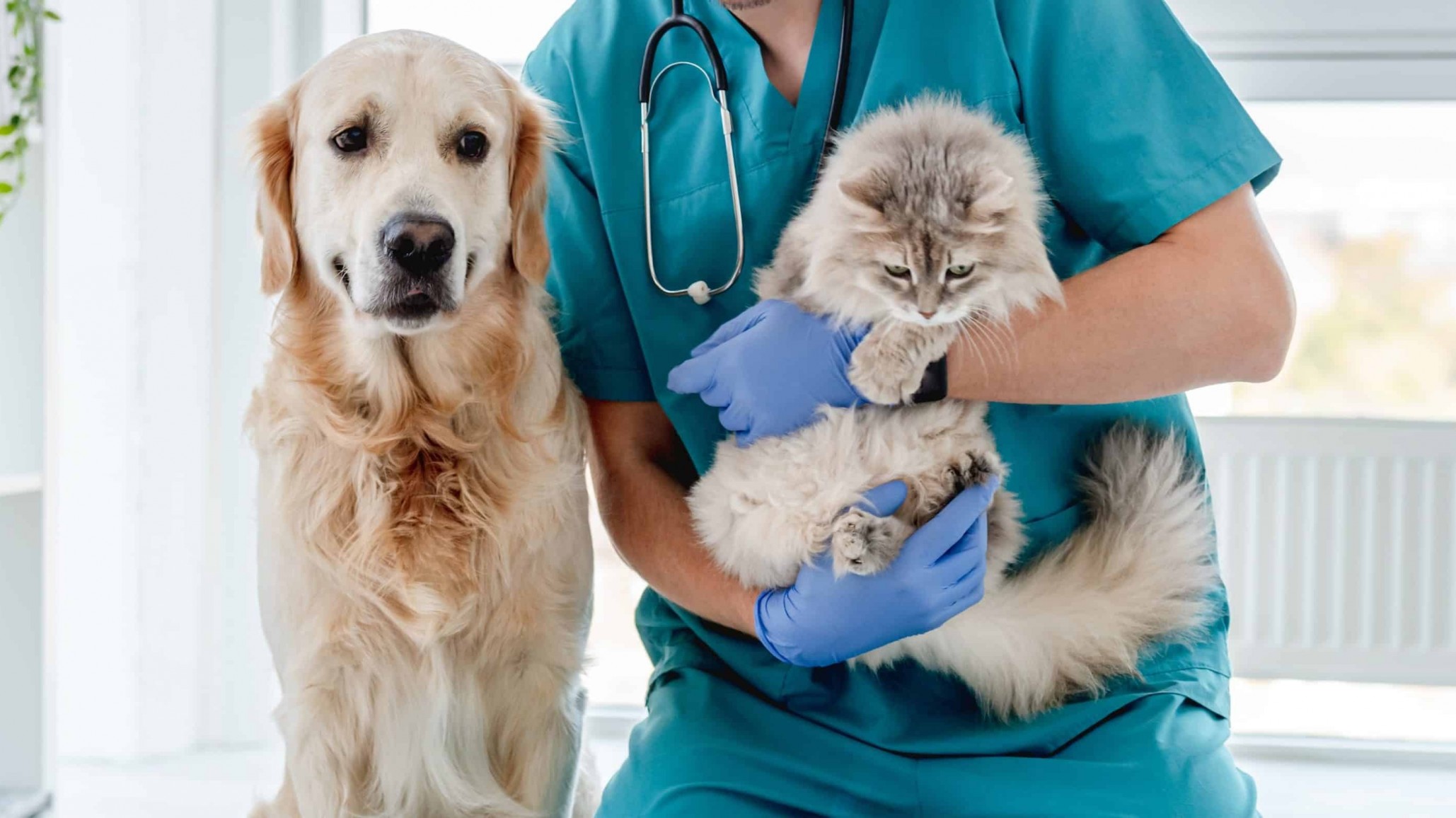 Don Bosco se suma a la campaña de esterilización canina y felina