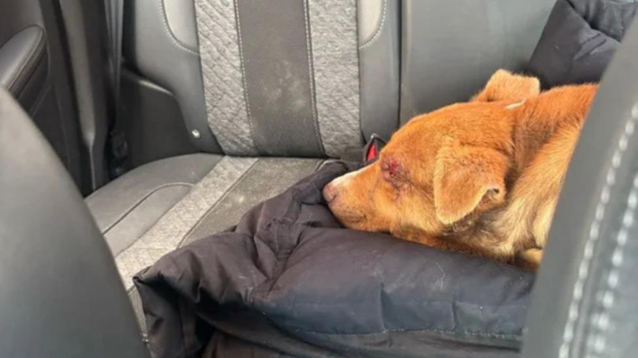 Maltrato animal: buscan un hogar para un perro brutalmente agredido