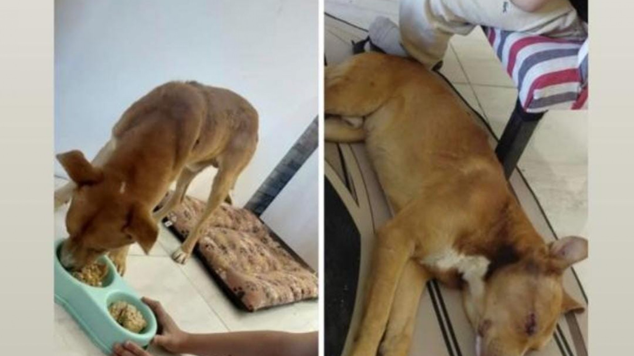 El perrito rescatado tras un brutal ataque ya tiene un hogar: necesita ayuda para su tratamiento