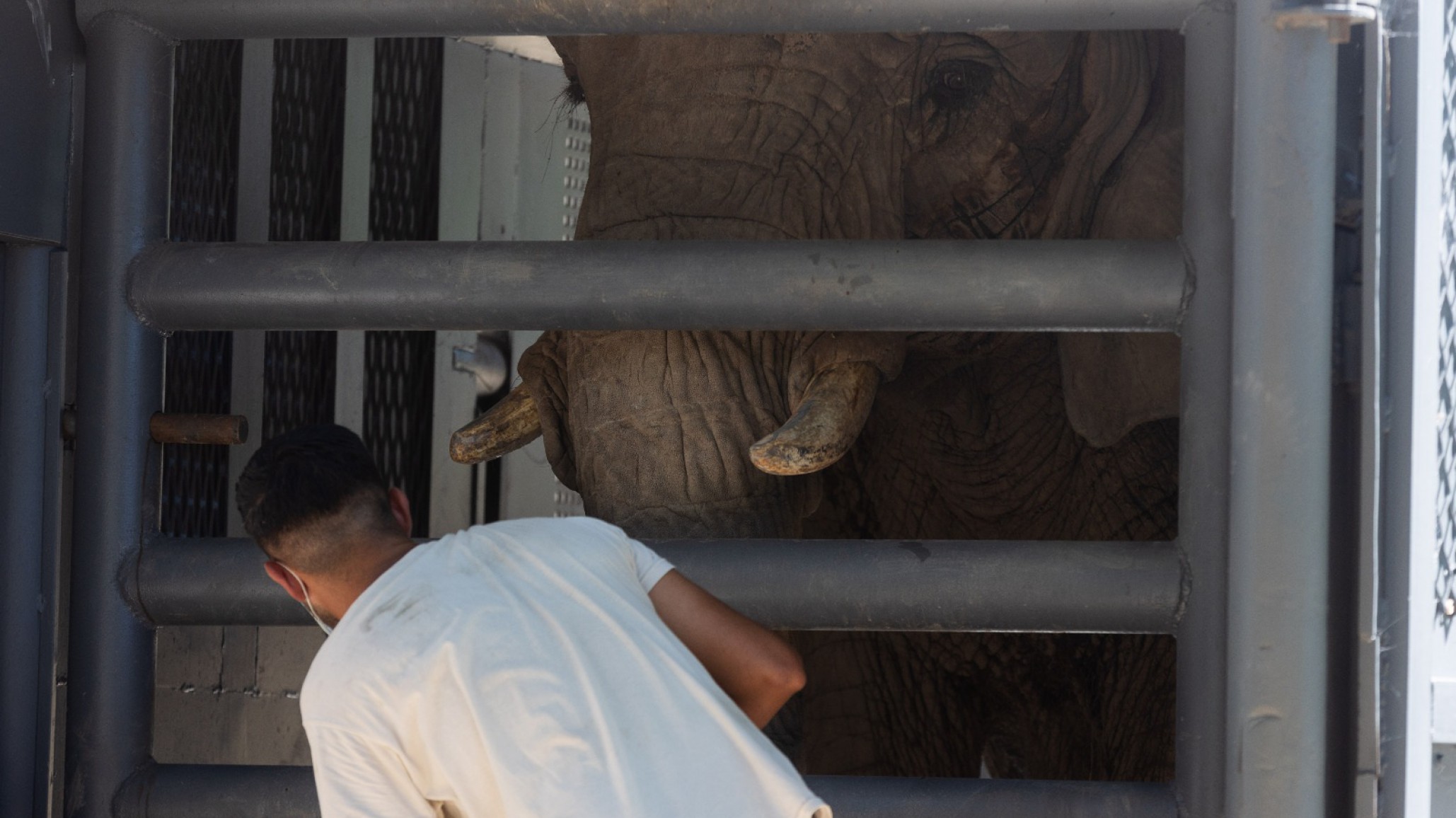 Tras 32 años de encierro, la elefanta Pupy emprende su viaje a la libertad en un santuario de Brasil