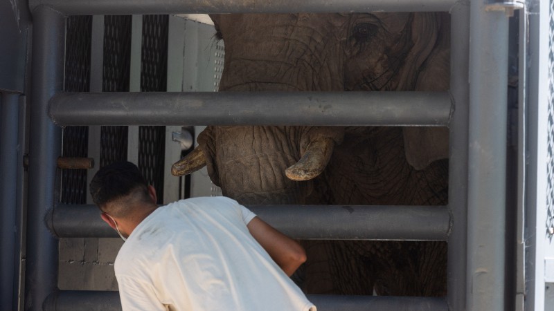 Tras 32 años de encierro, la elefanta Pupy emprende su viaje a la libertad en un santuario de Brasil