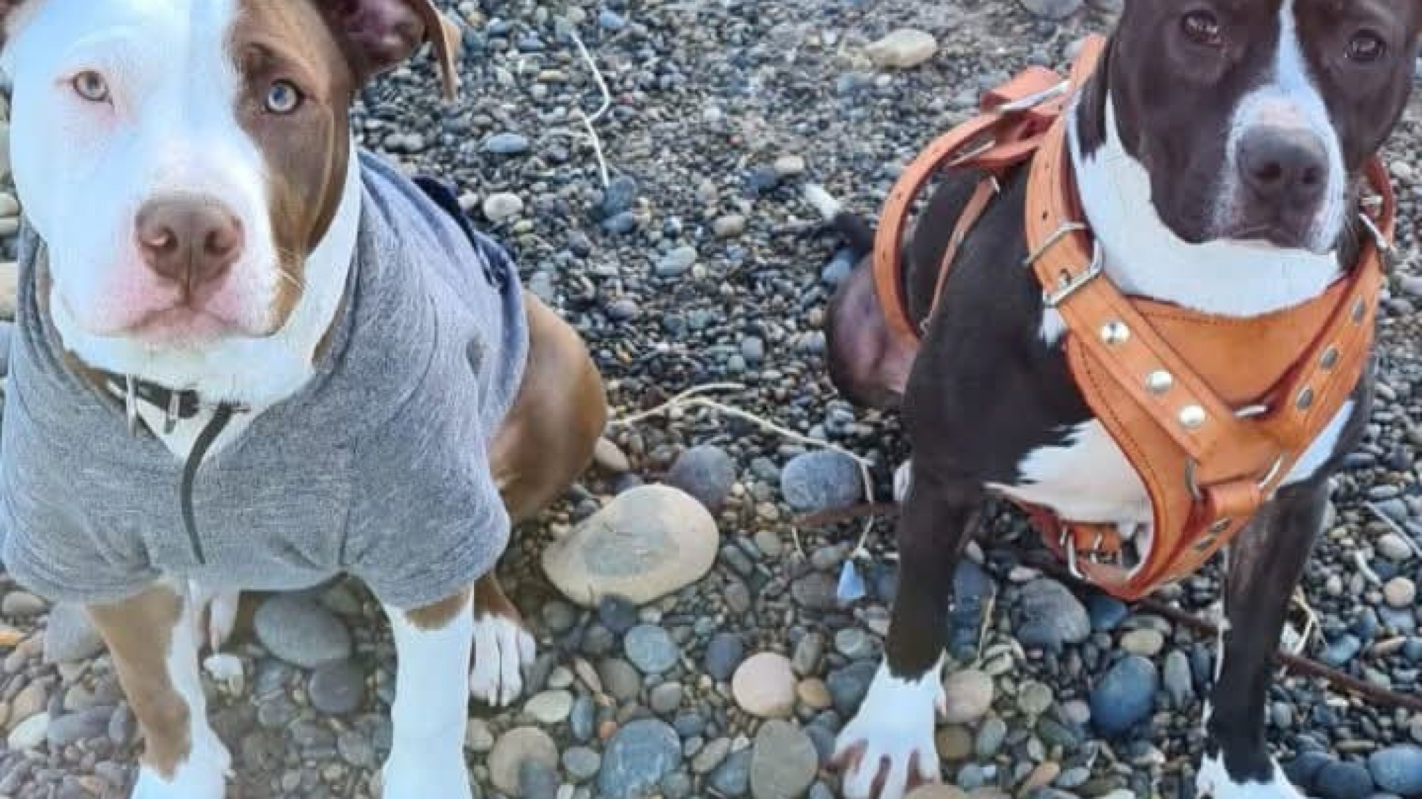 Desesperada búsqueda de Titán y Laica perdidos en la zona norte de Comodoro