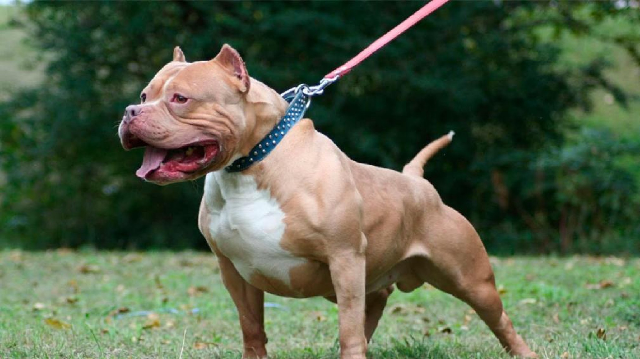 Pitbull atacó a una nena de 5 años y le causó graves heridas en el rostro