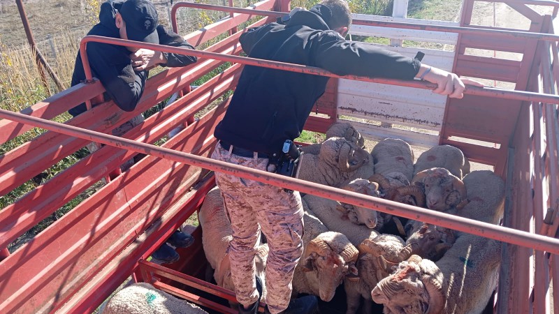 Interceptaron un camión con 60 ovinos sin documentación en Ruta 24