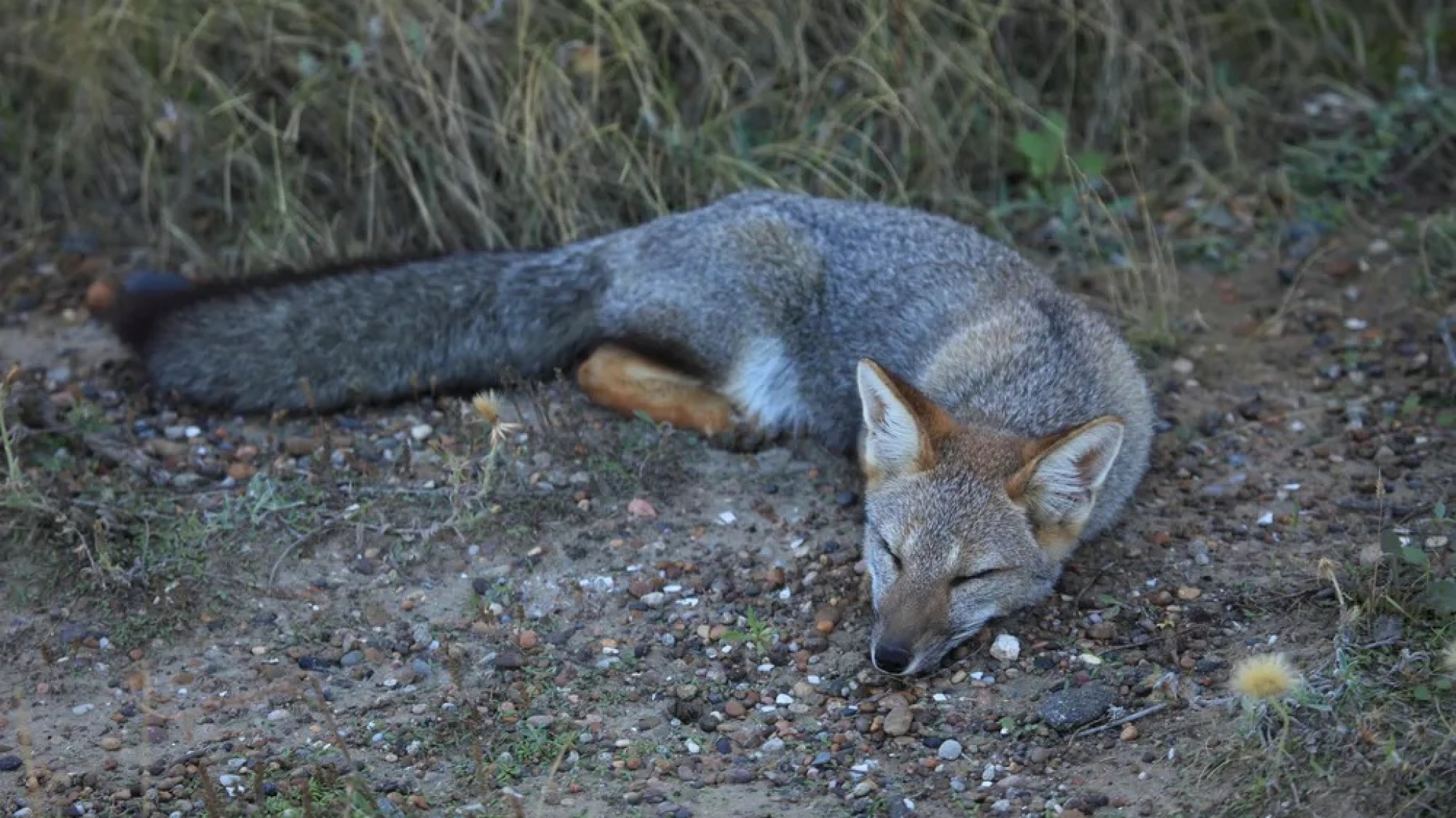 Santa Cruz prohíbe la caza deportiva de pumas y zorros en toda la provincia