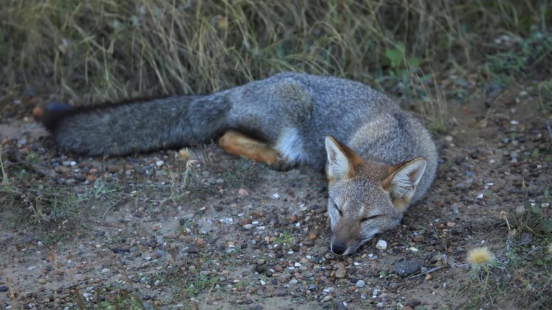 Santa Cruz prohíbe la caza deportiva de pumas y zorros en toda la provincia