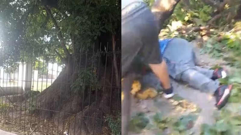 Un hombre murió aplastado por un árbol: meses atrás había advertido sobre el peligro