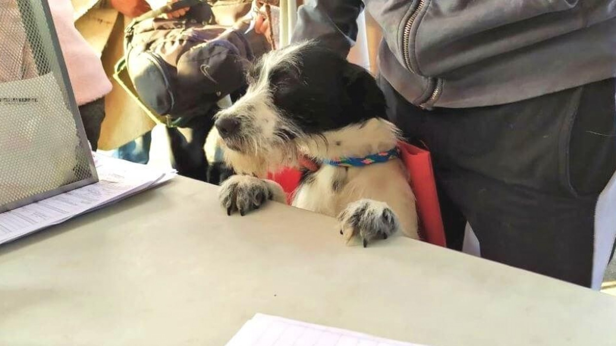 Jornada de esterilización gratuita para perros y gatos este miércoles en el barrio Don Bosco