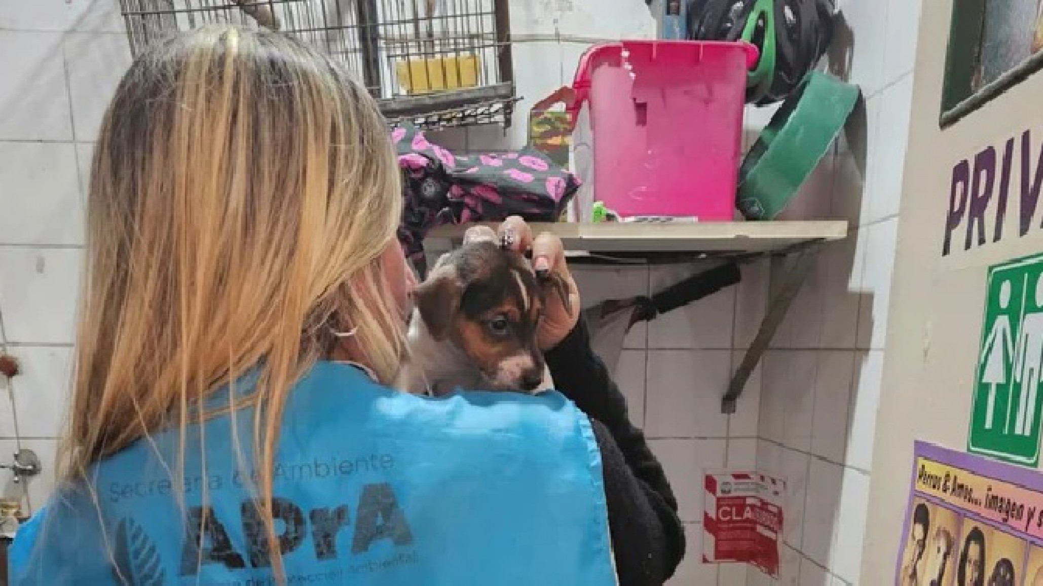 Rescataron perros hacinados en un criadero clandestino que funcionaba en una veterinaria