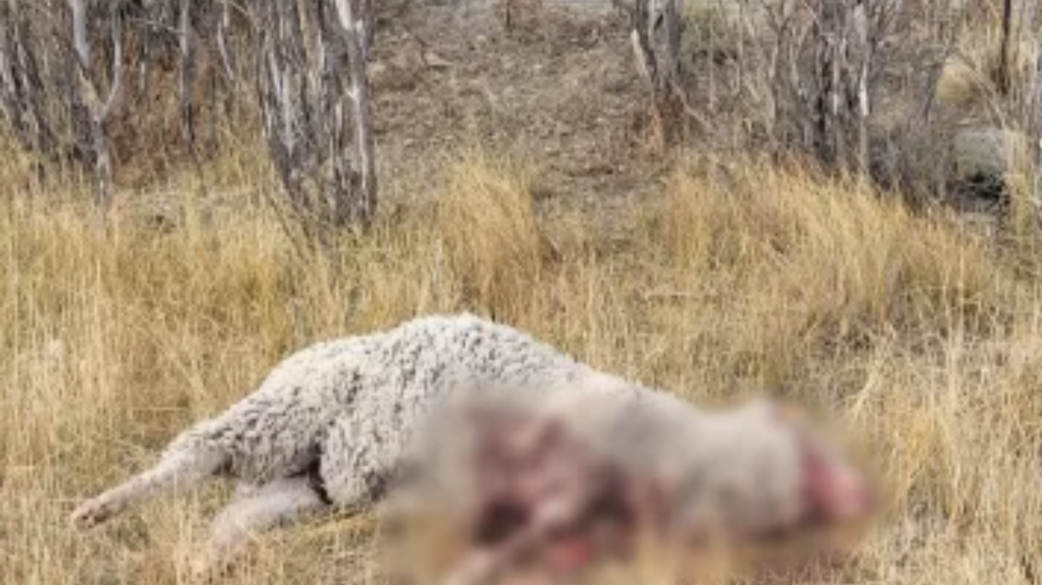 El ataque de una jauría dejó 36 ovejas muertas o heridas en estancia