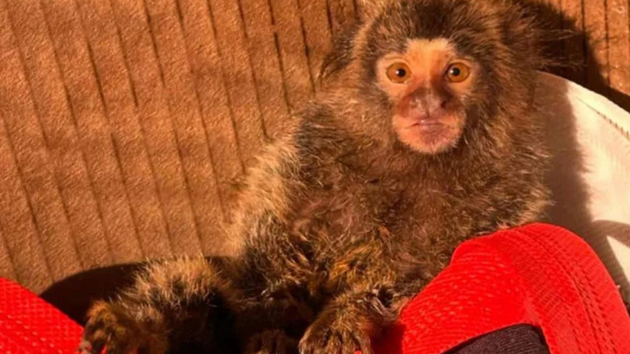 Buenos Aires: Una pareja fingió comprar un mono tití para rescatarlo de traficantes en Merlo