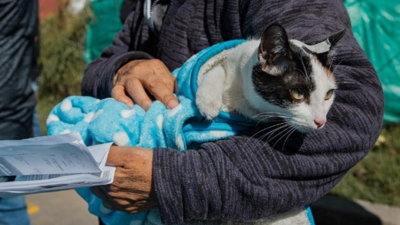 Jornada de castración, vacunación y desparasitación gratuita para mascotas en Rada Tilly