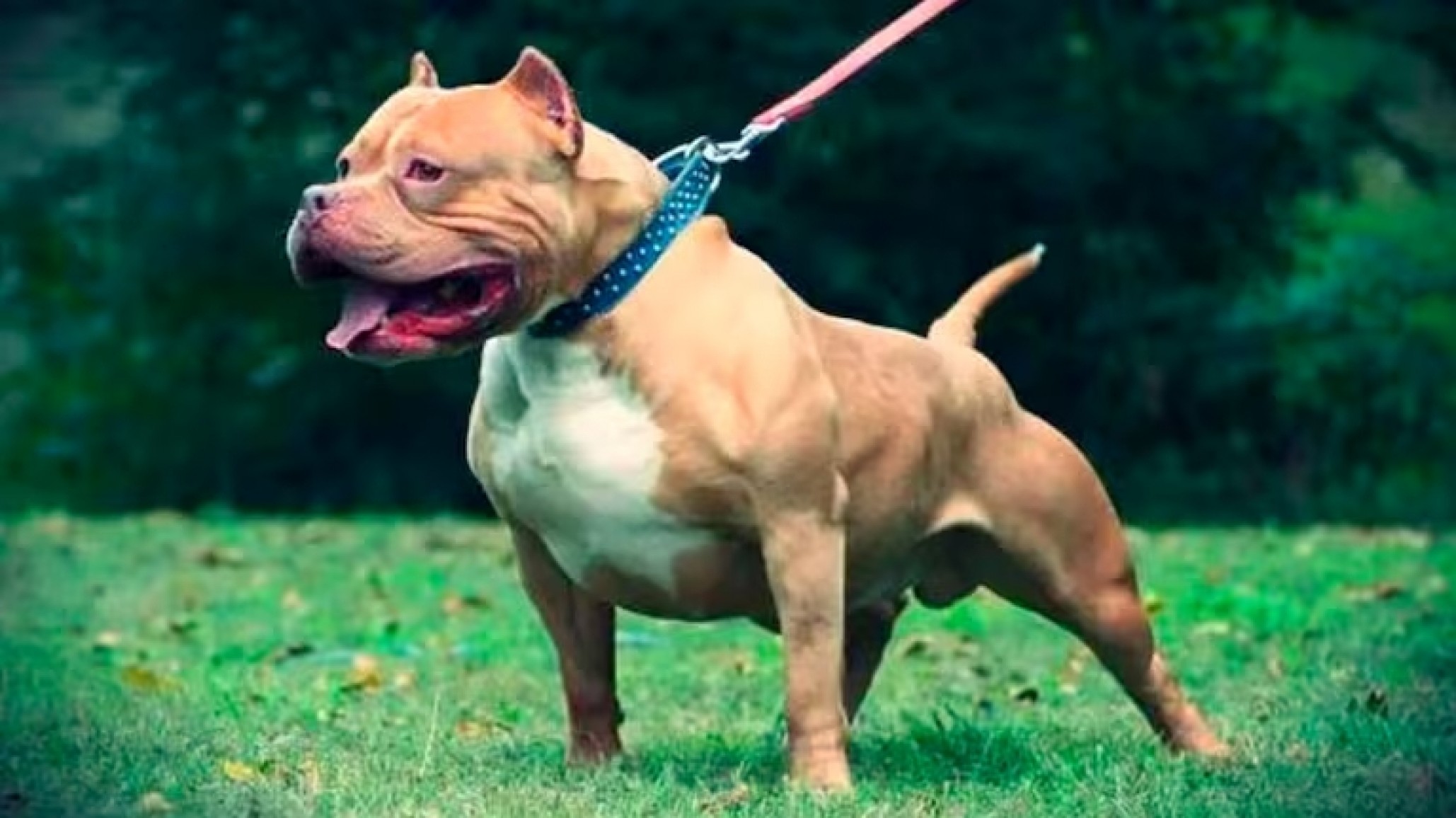 Un pitbull atacó a cinco personas en Centenario