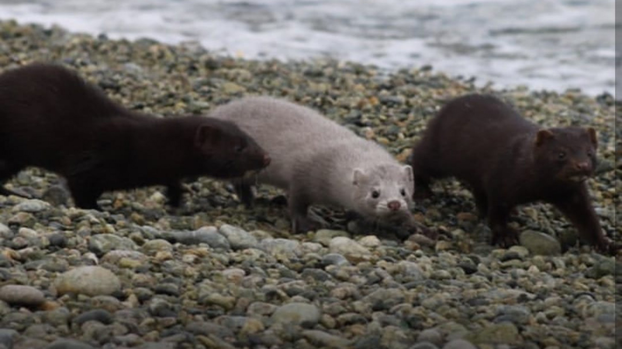 Bariloche: planean sacrificar miles de visones americanos por ser una plaga