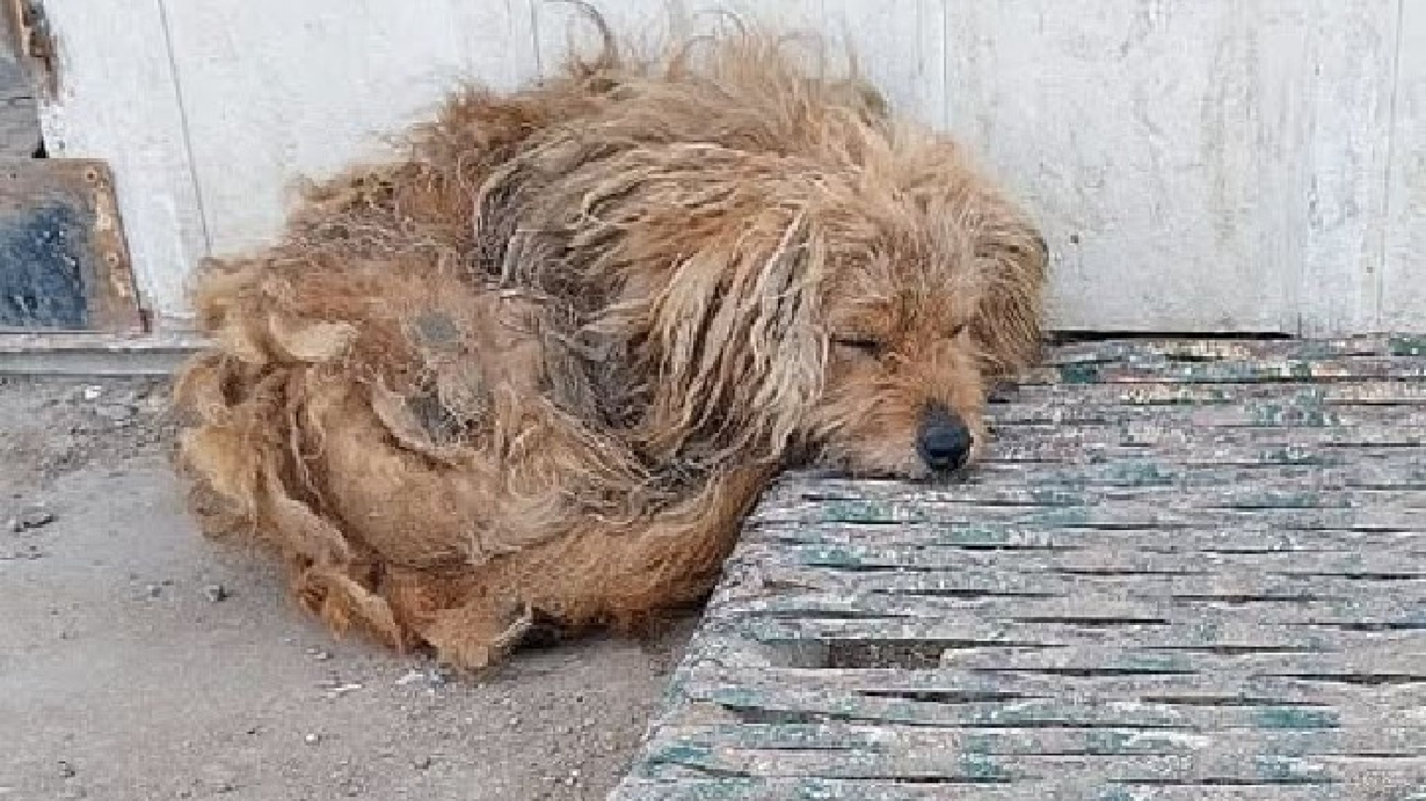 Comodoro: Buscan hogar para un perrito abandonado en la terminal