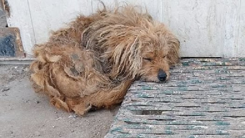 Comodoro: Buscan hogar para un perrito abandonado en la terminal