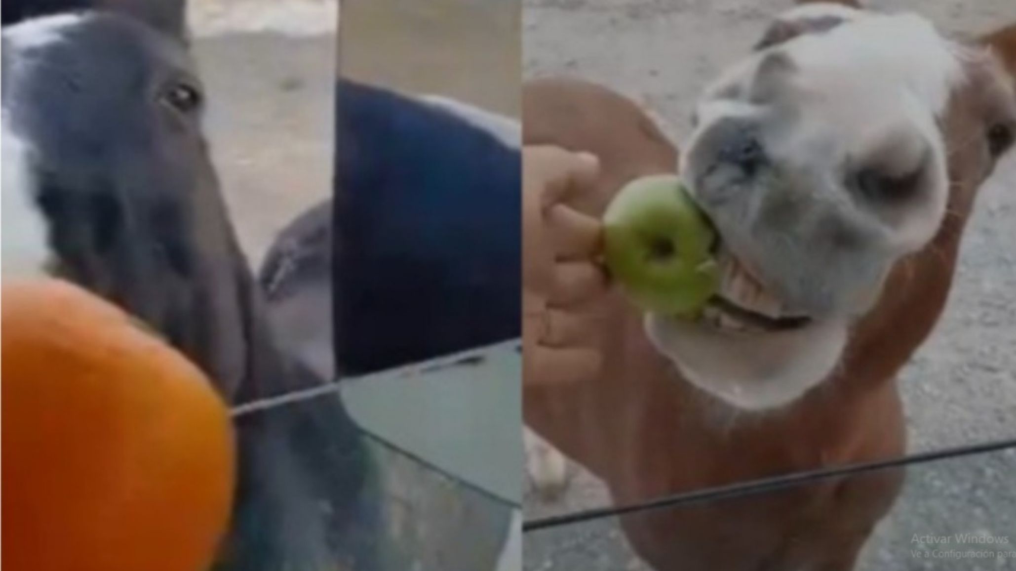 "¡Ey, coimero!": dos caballos custodios en el yacimiento frenaron a petroleros y se dejaron convencer con fruta