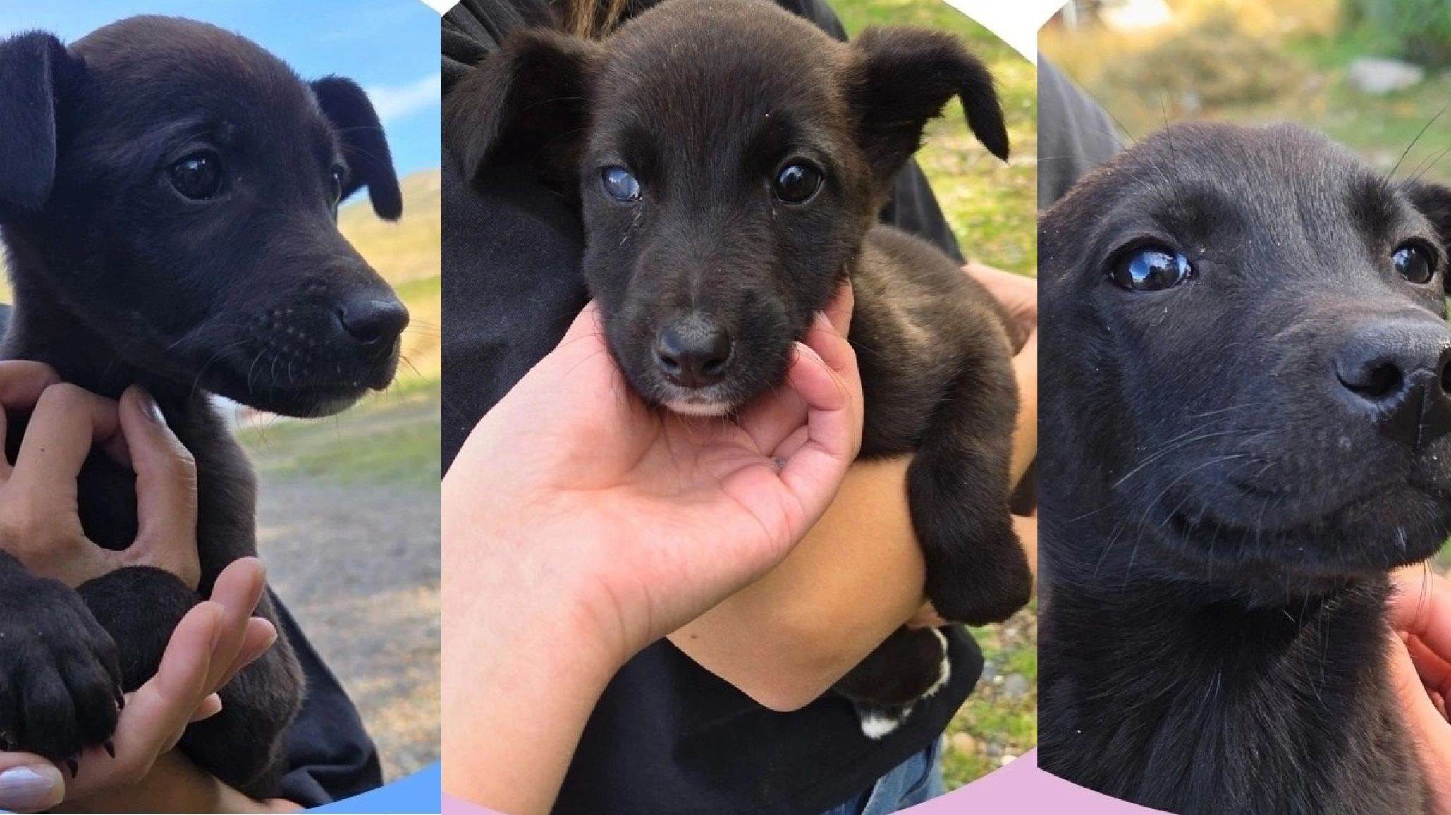 "Si no los adoptan, los matar醤": Piden ayuda para encontrar hogar a 5 cachorros