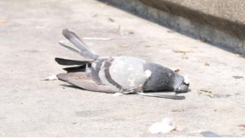 Descartan influenza aviar en las palomas y gaviotas muertas