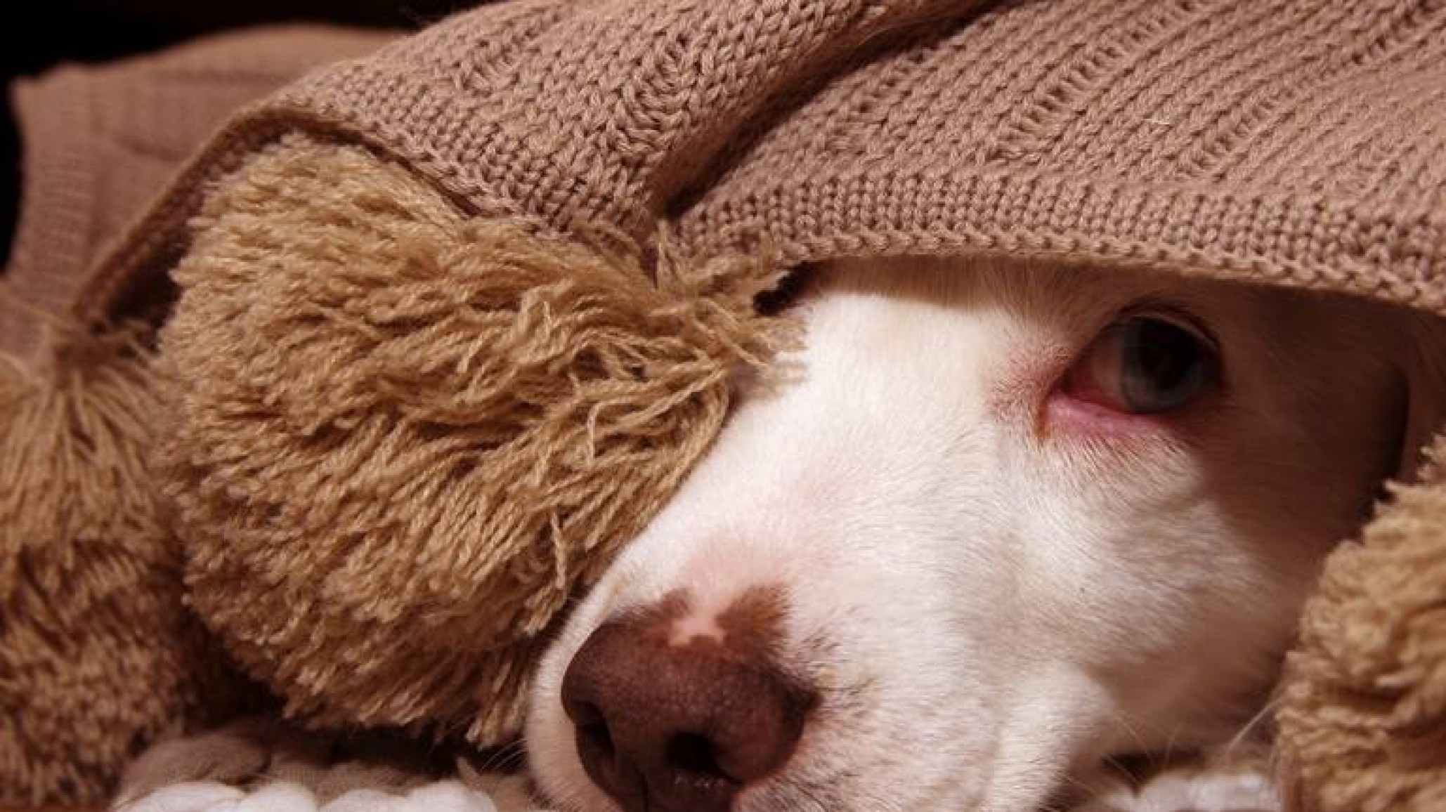 Organizan una campaña solidaria para abrigar a perros y gatos callejeros de Comodoro