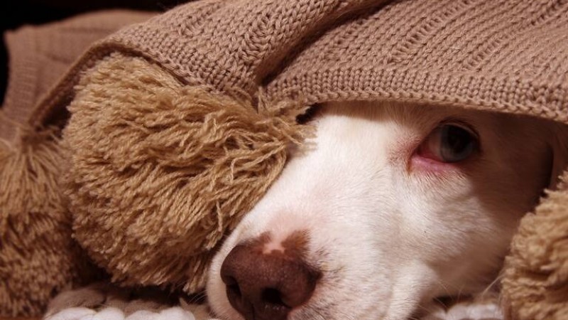 Organizan una campaña solidaria para abrigar a perros y gatos callejeros de Comodoro