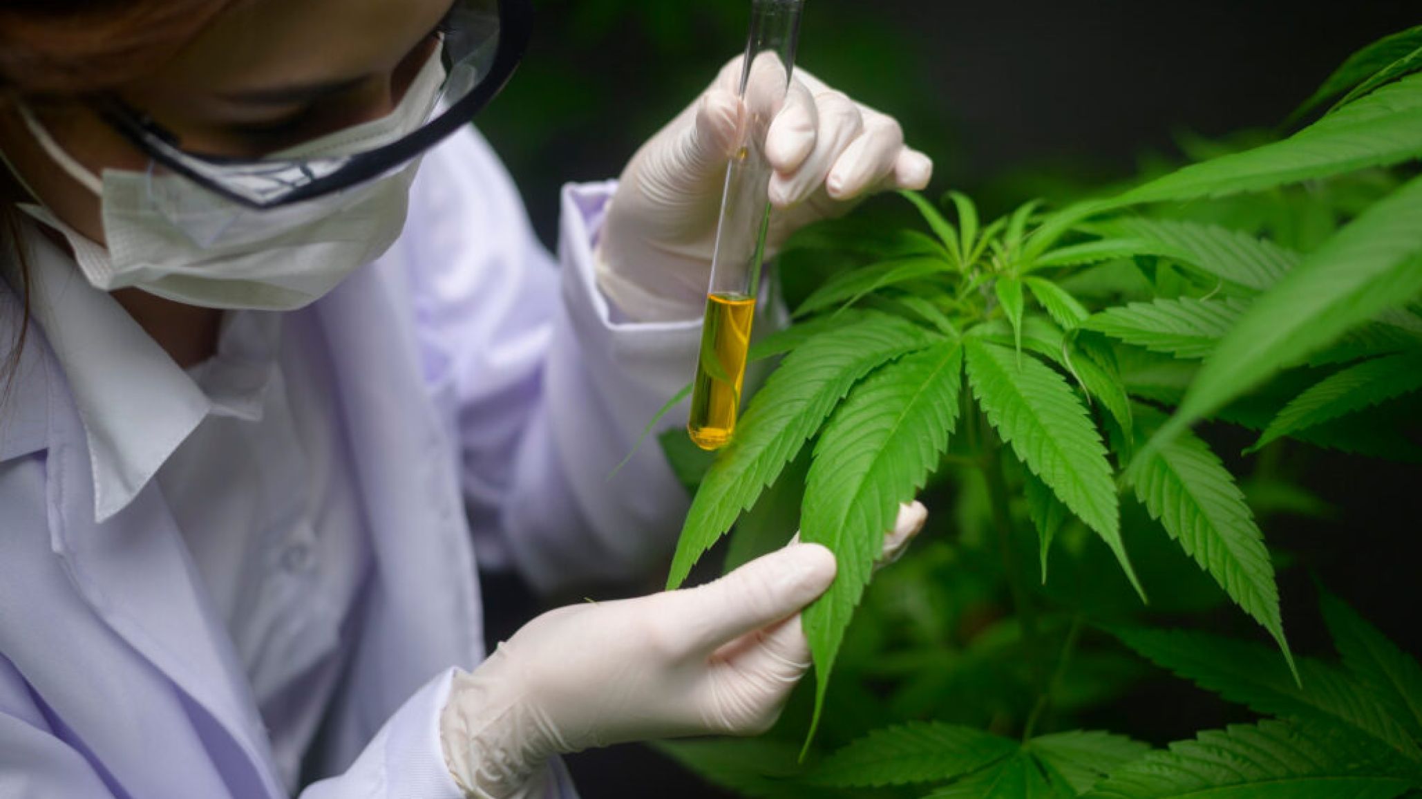 El Gobierno modificó los requisitos para acceder al programa de cannabis medicinal