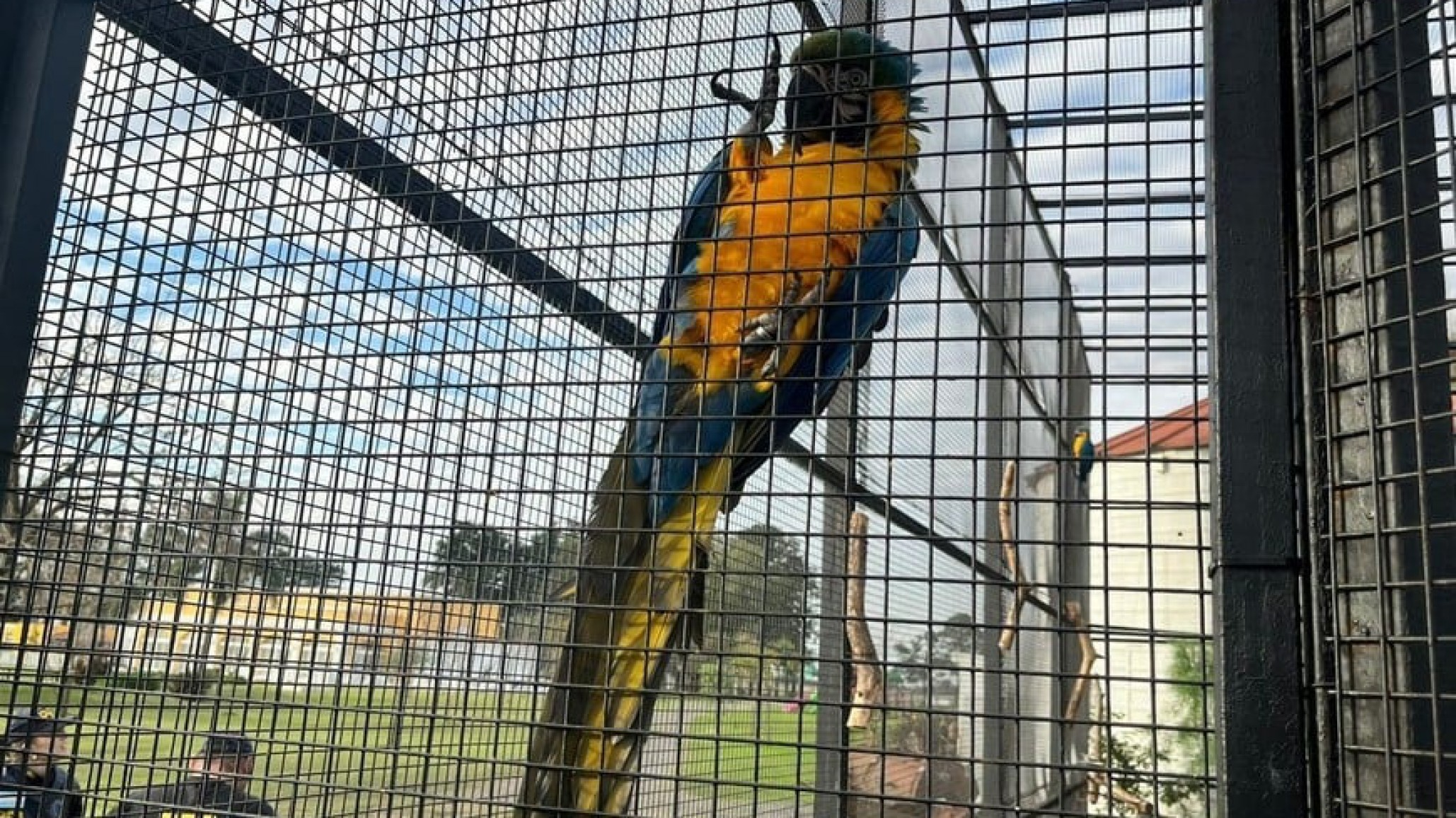 Rescataron a nueve animales silvestres en una granja familiar en Buenos Aires