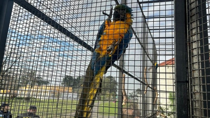 Rescataron a nueve animales silvestres en una granja familiar en Buenos Aires