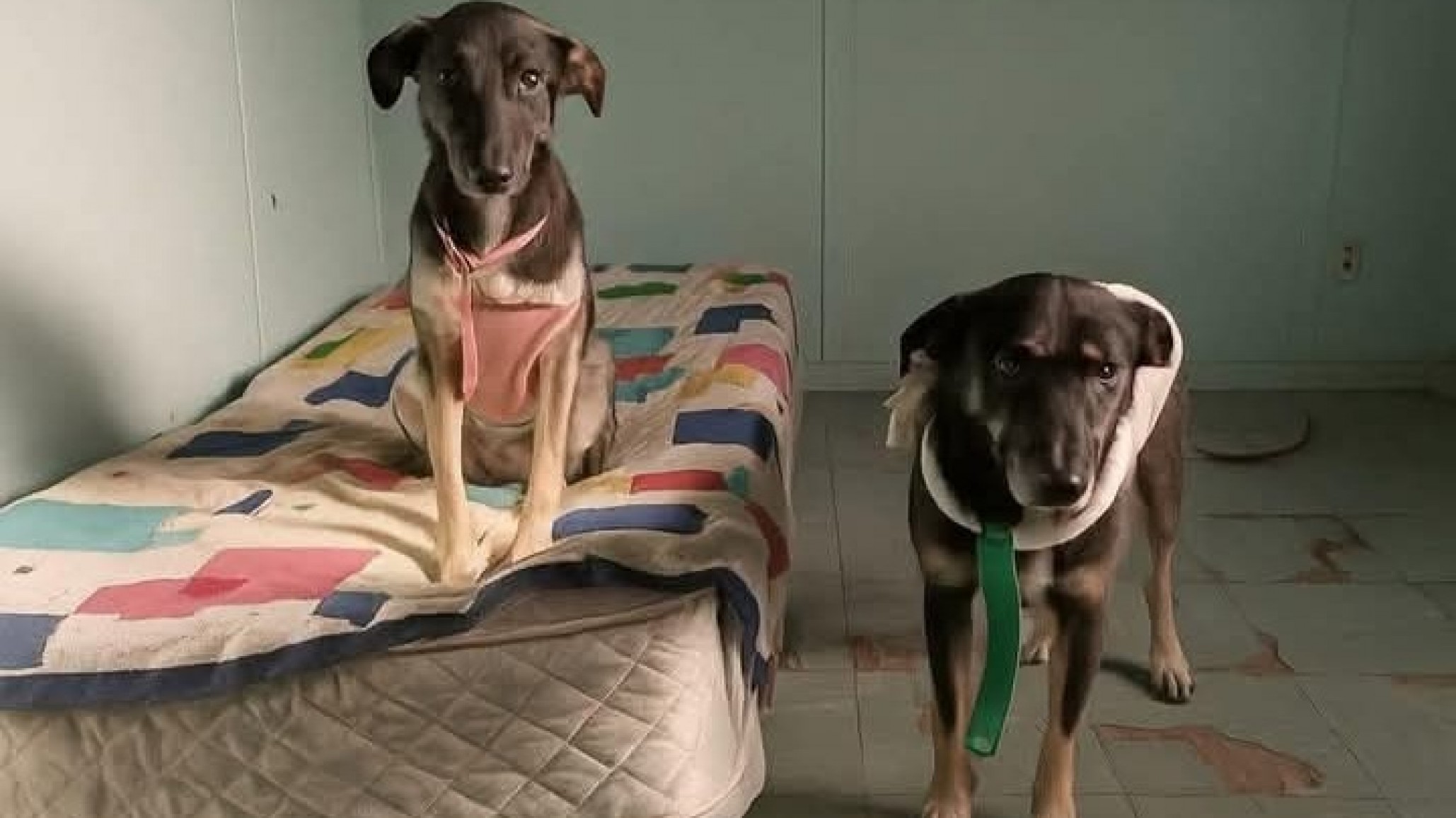 Finalizó su hogar temporal y buscan hogar para dos perritas: "no sabemos si van a soportar el frío"