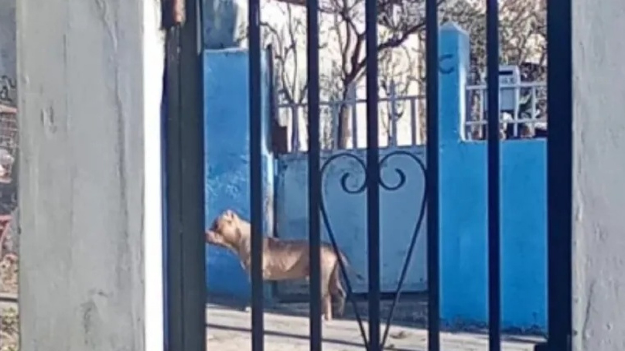 Caleta Olivia: Ordenan la eutanasia para los dos pitbull que atacaron salvajemente a un vecino