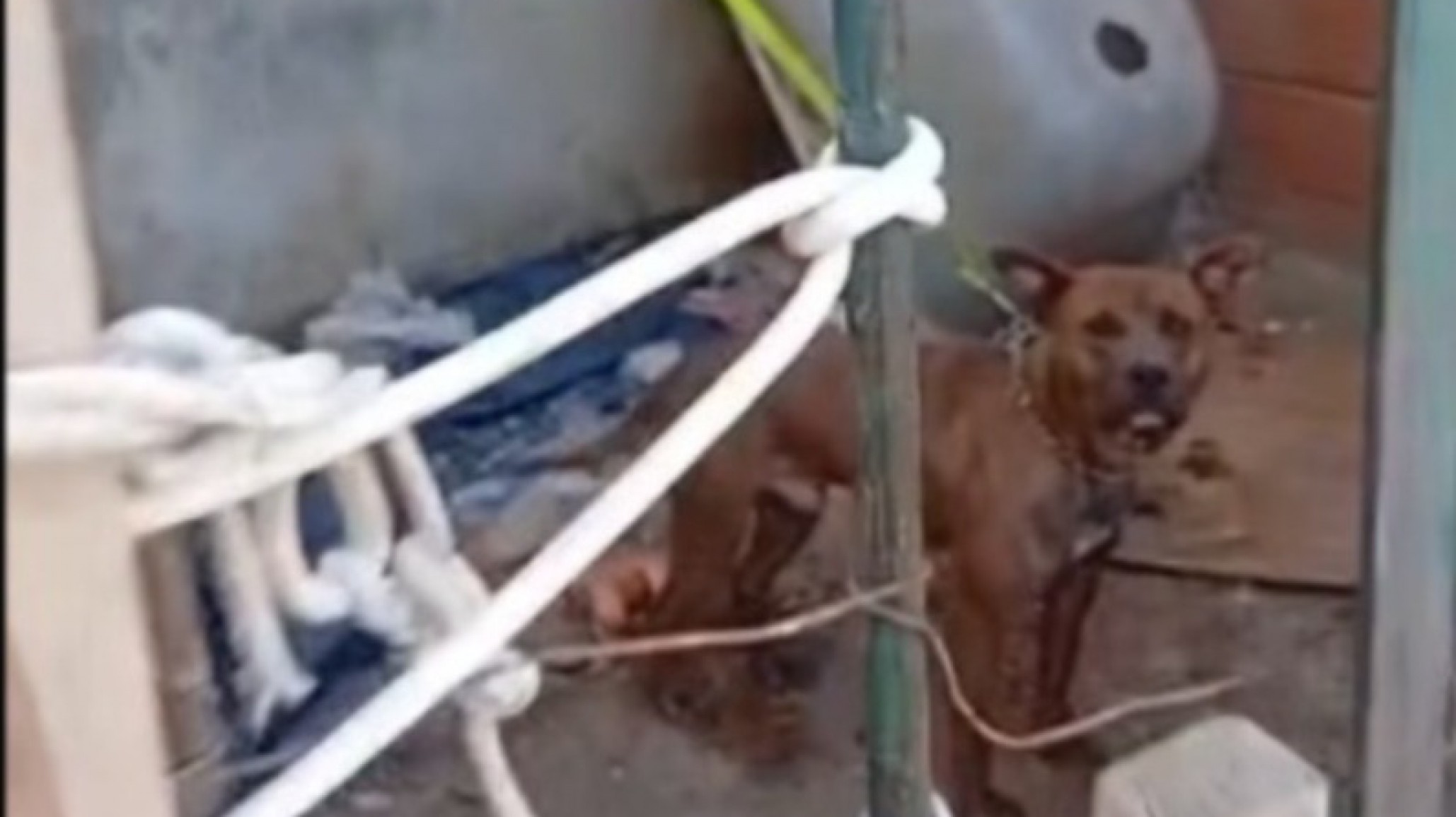 Denuncian maltrato animal en el barrio 30 de Octubre: "Le tira agua, lo golpea y lo tiene encadenado"