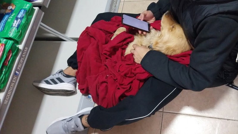 Máximo Abásolo: Una perrita abandonada con moquillo no pudo ser salvada