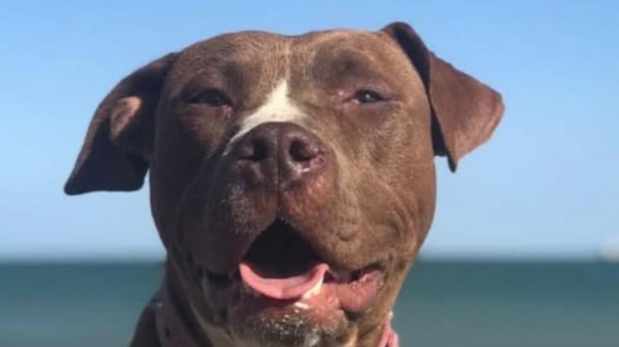 Buscan a Lola, una perra que se perdió en Comodoro