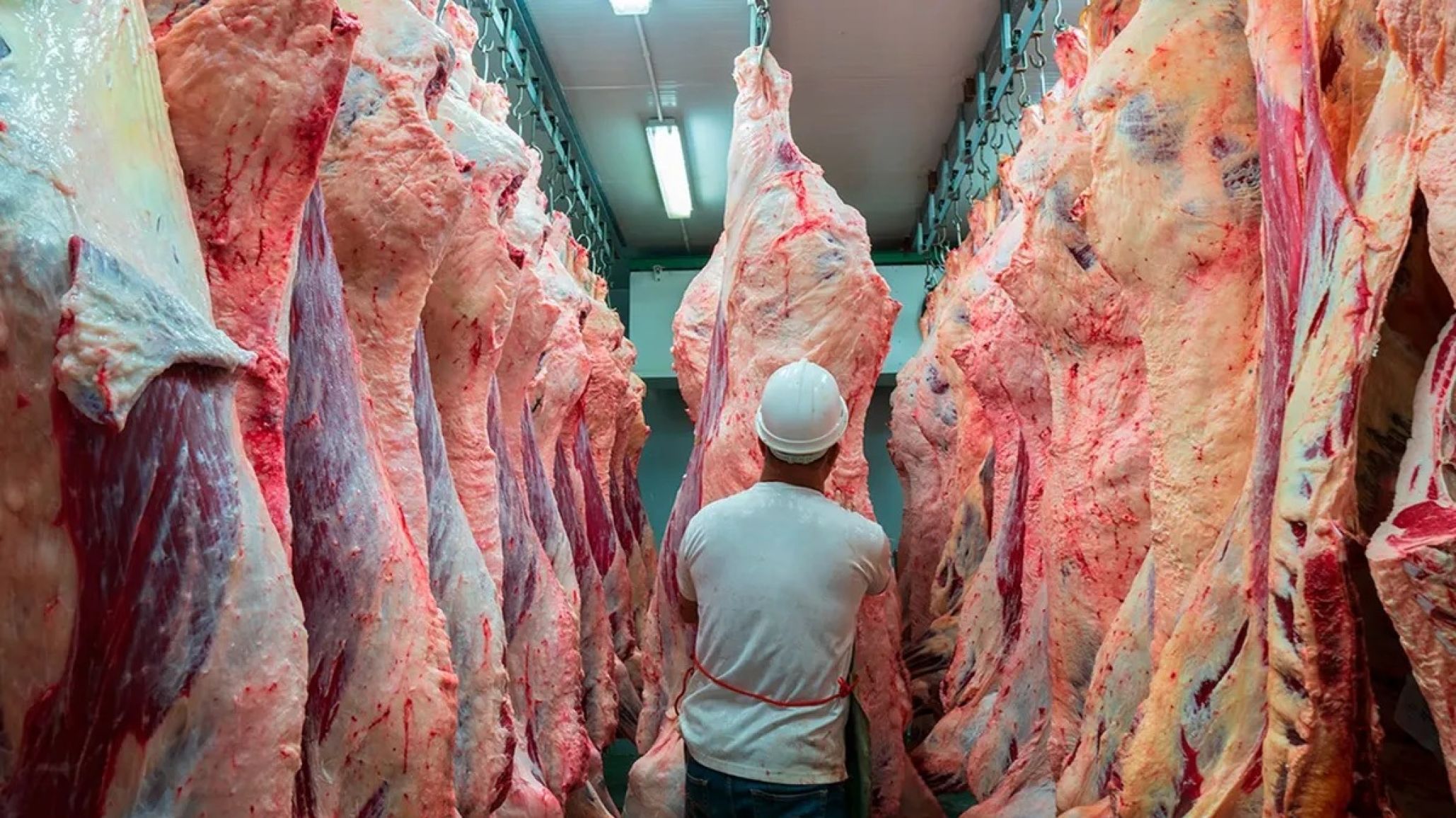 Patagonia: Prorrogan por 60 d韆s el freno al ingreso de carne con hueso