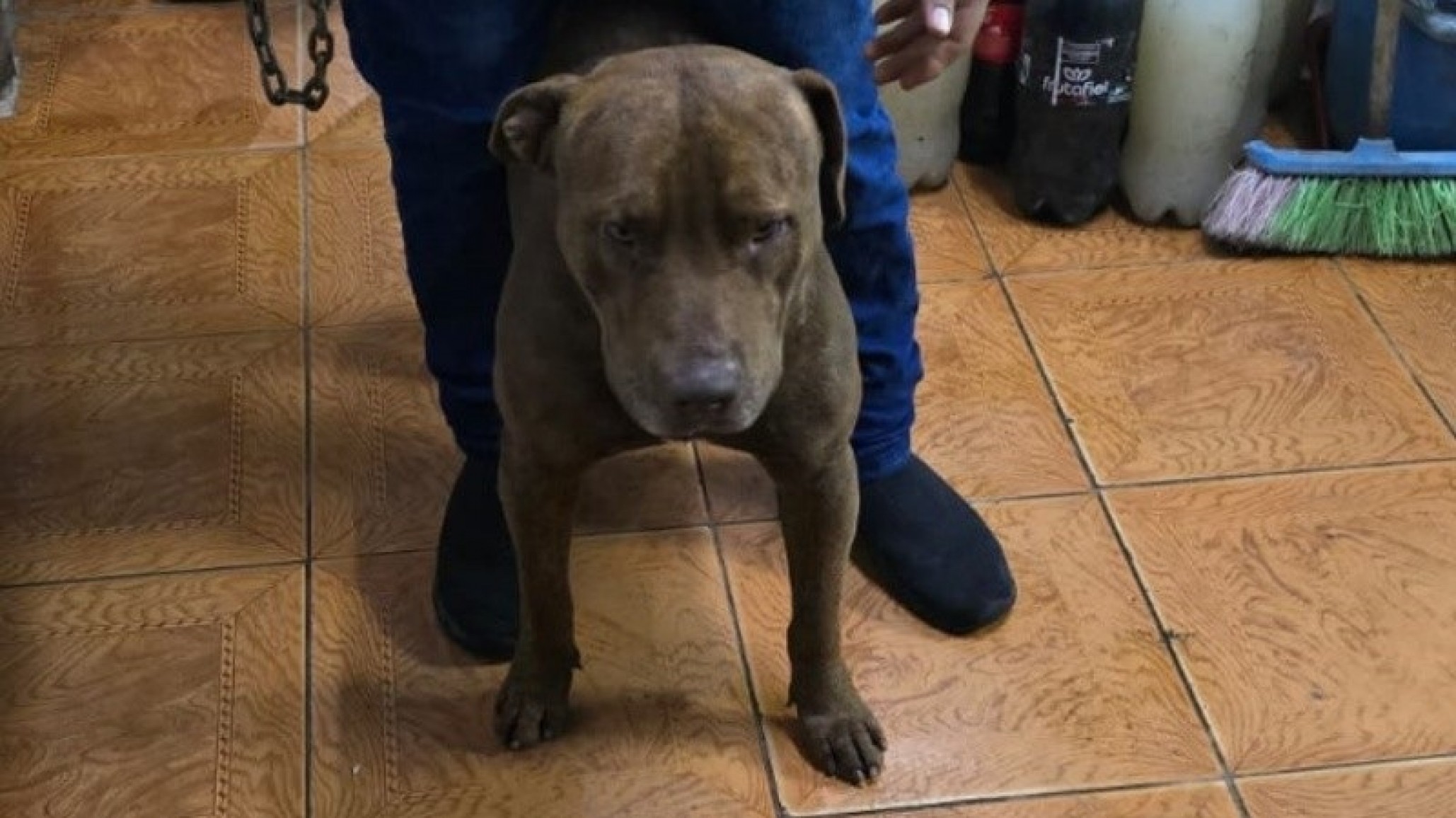 Un adolescente de 14 años fue atacado por un pitbull y sufrió lesiones en las piernas