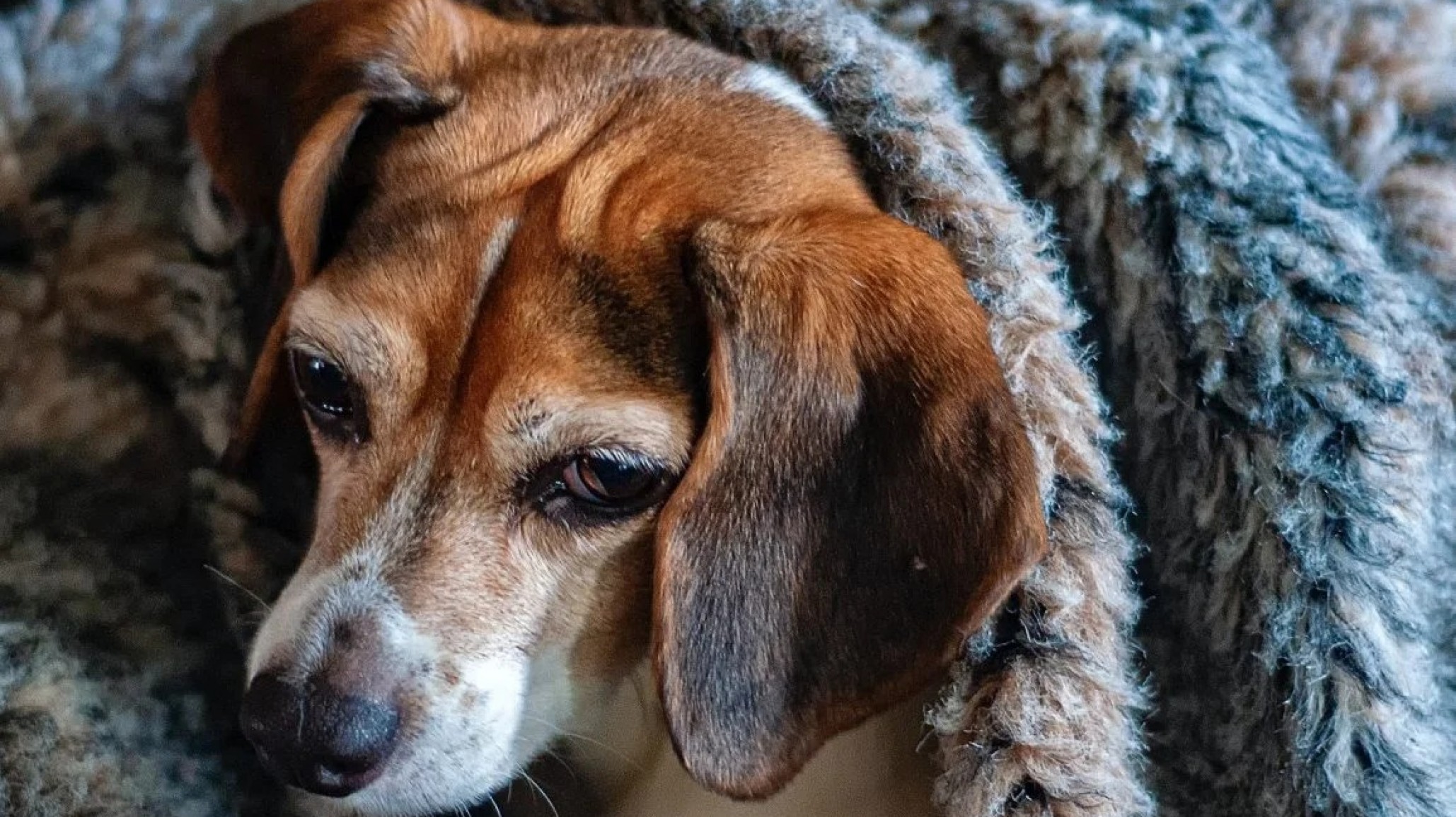 Una veterinaria de Comodoro pide devolver las mantas para los animales recién operados