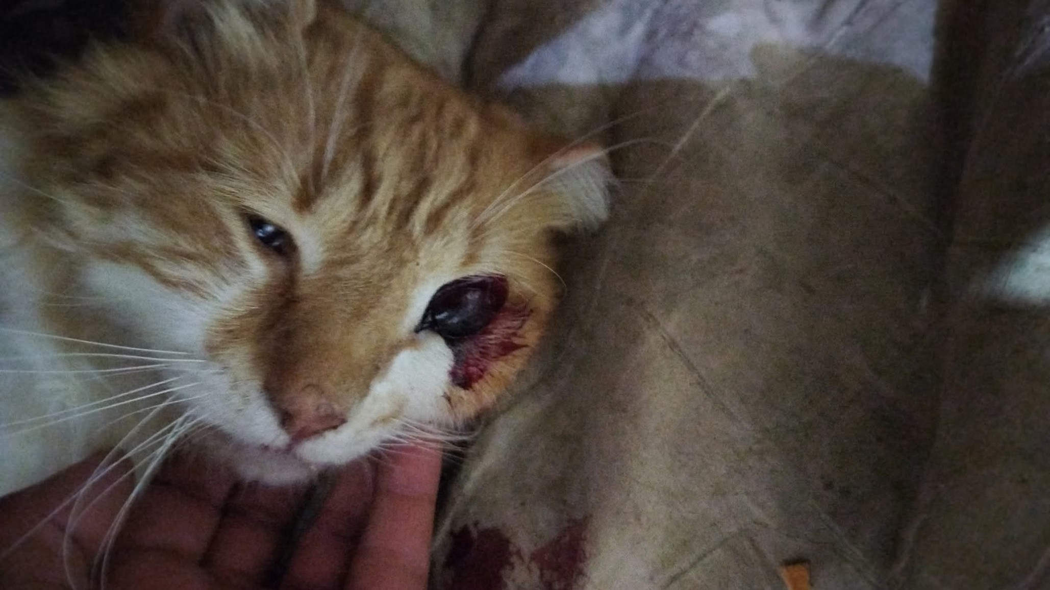 Su mascota volvió con el ojo afuera, sangrando y sin moverse: necesita $75.000 para que un veterinario la atienda