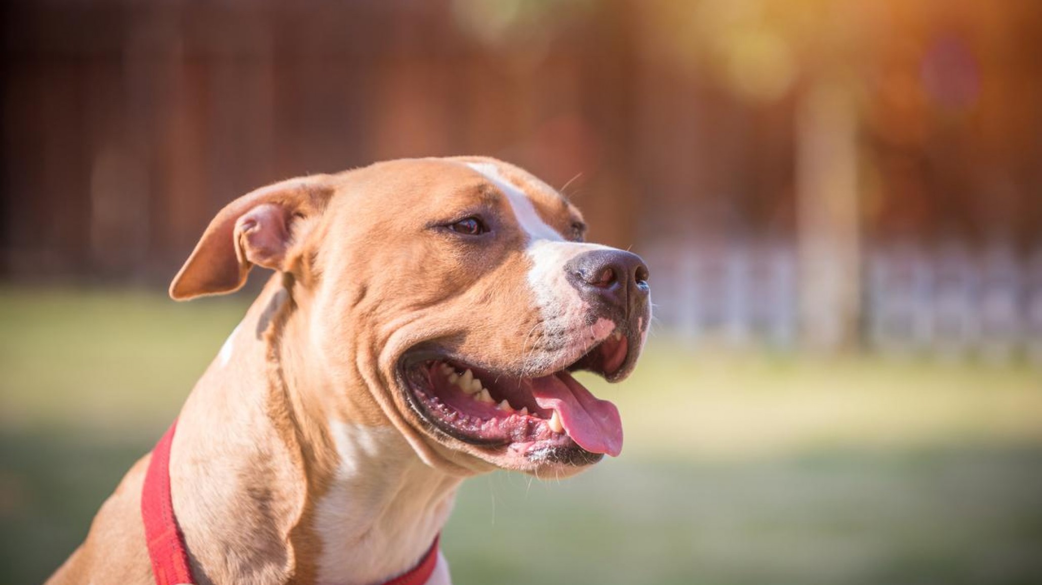 Ataque de pitbull en Rada Tilly: un hombre fue lastimado por un perro en sus genitales