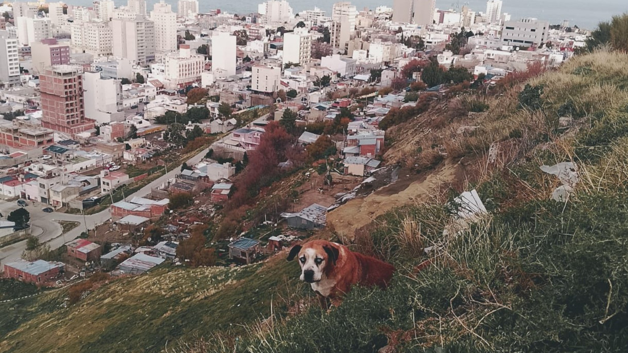 Un perro herido fue rescatado por Bomberos en Av. Alsina y 12 de Octubre
