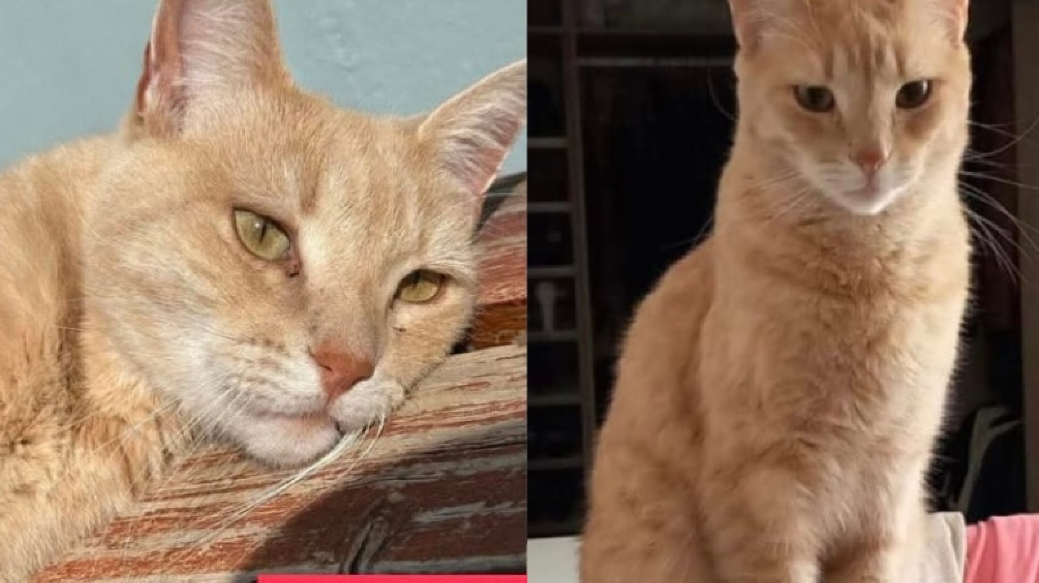 Comodoro: Ofrecen $400.000 de recompensa a quien encuentre a "Rubio"