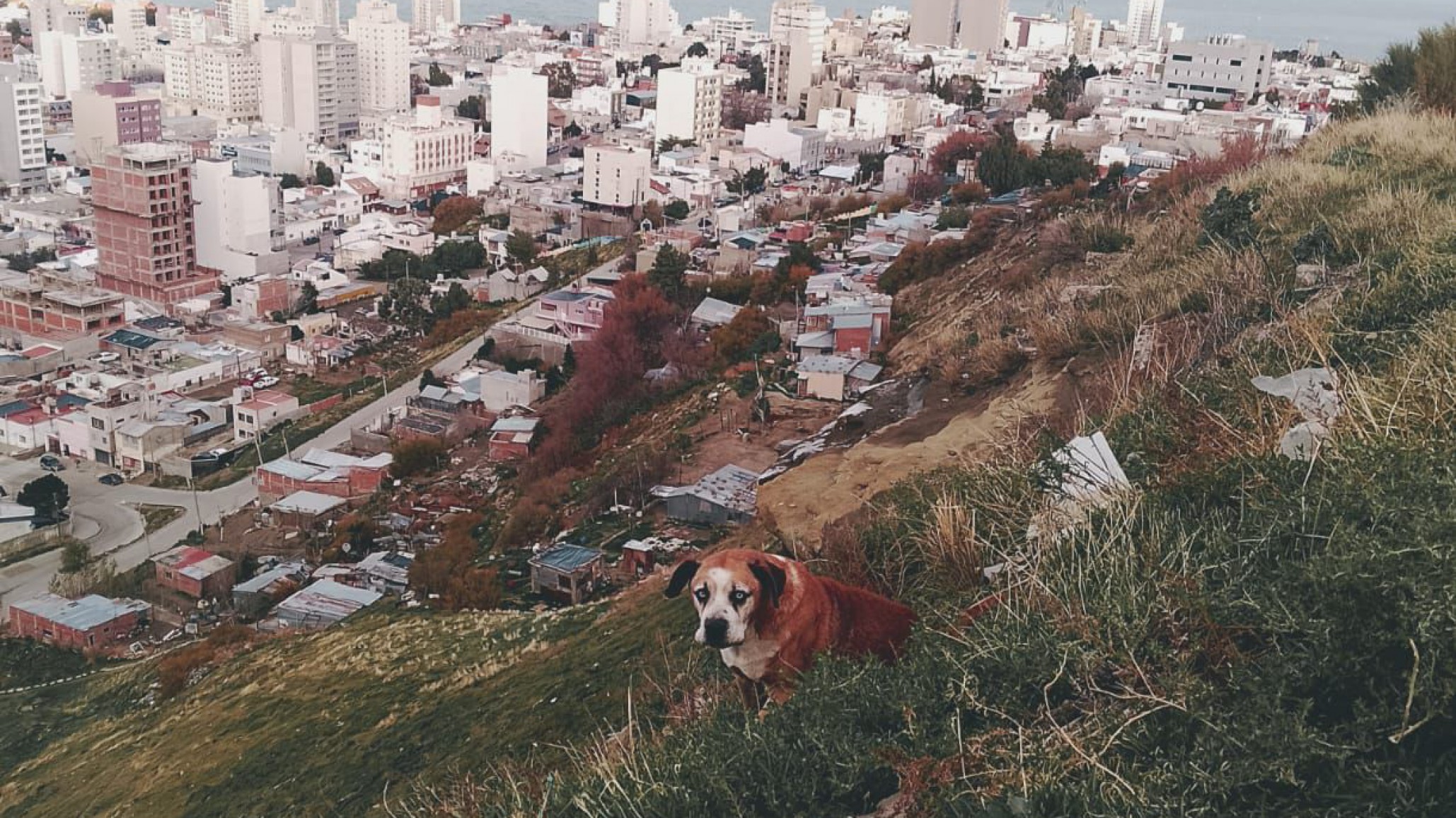 El perro rescatado que cayó por la ladera del cerro fue atendido por un veterinario y entregado a su dueño