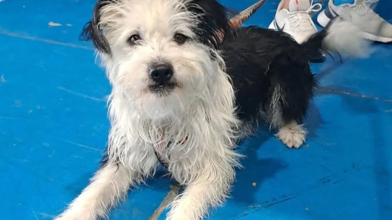 Campaña de esterilización gratuita en Caleta Córdova