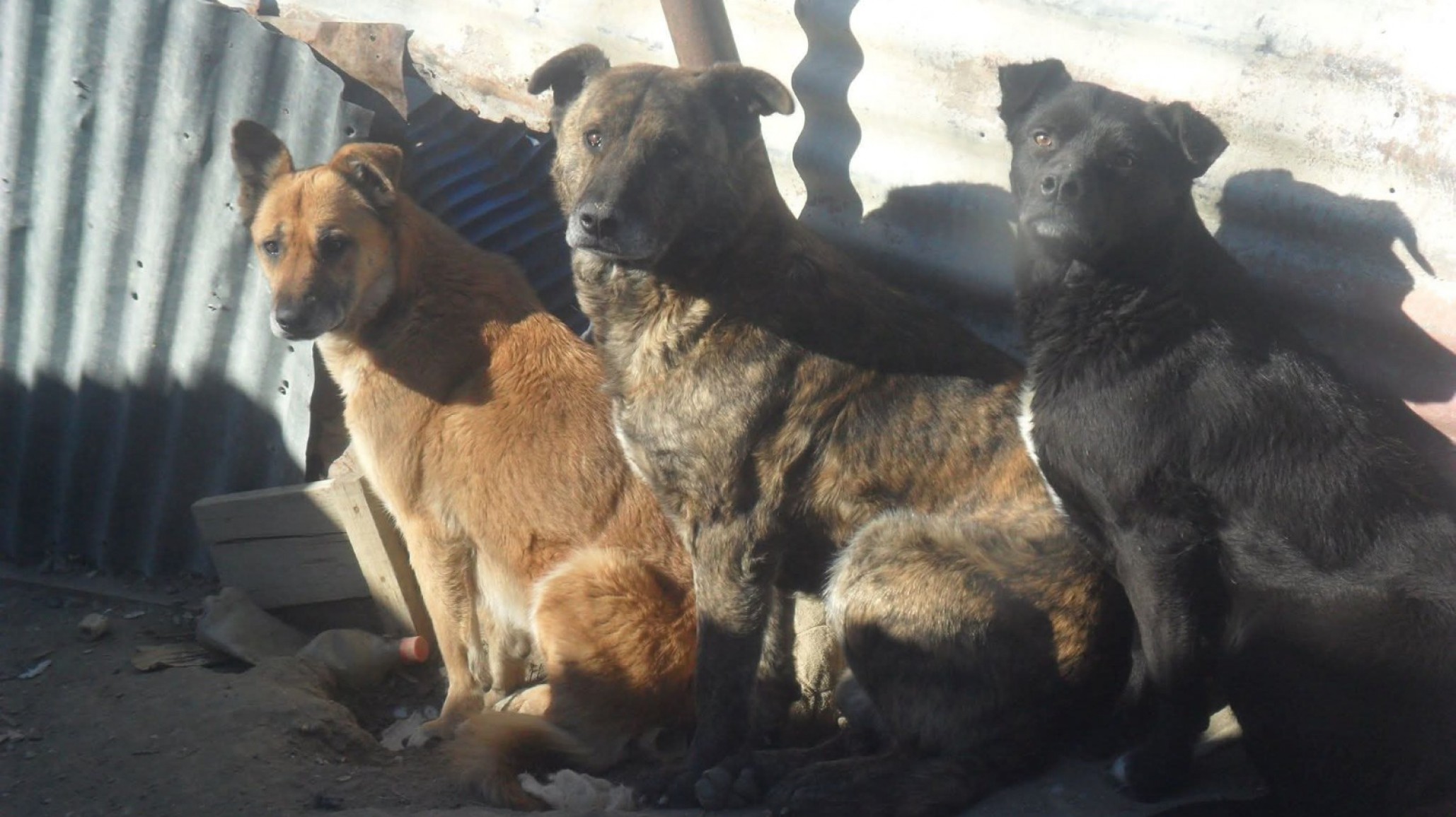 Una vecina de Comodoro necesita ayuda para alimentar a más de 40 perros y 10 gatos