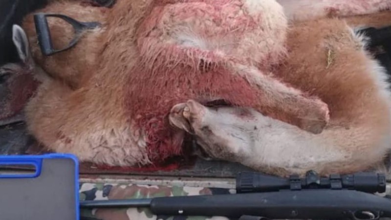 Secuestraron carne de guanaco y armas en un control sobre la Ruta 27