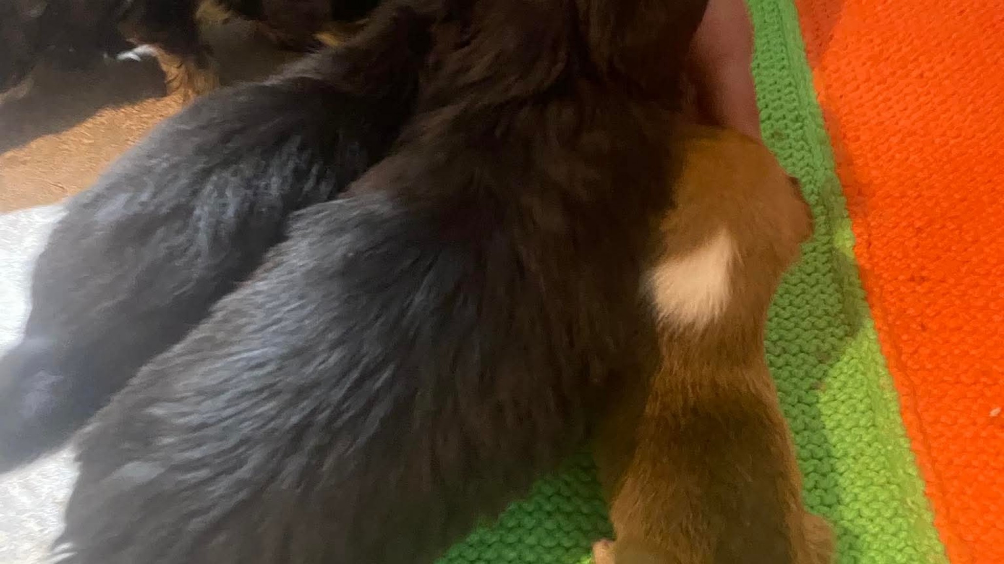 Rescataron 7 perritas abandonadas en el frío y buscan ayuda para salvarlas