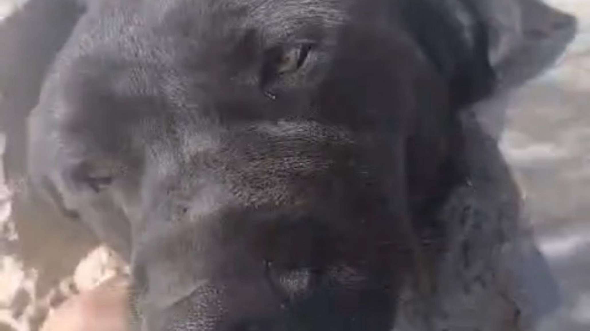 Piden cerrar el Dispensario Canino: "Es un problema de salud pública"