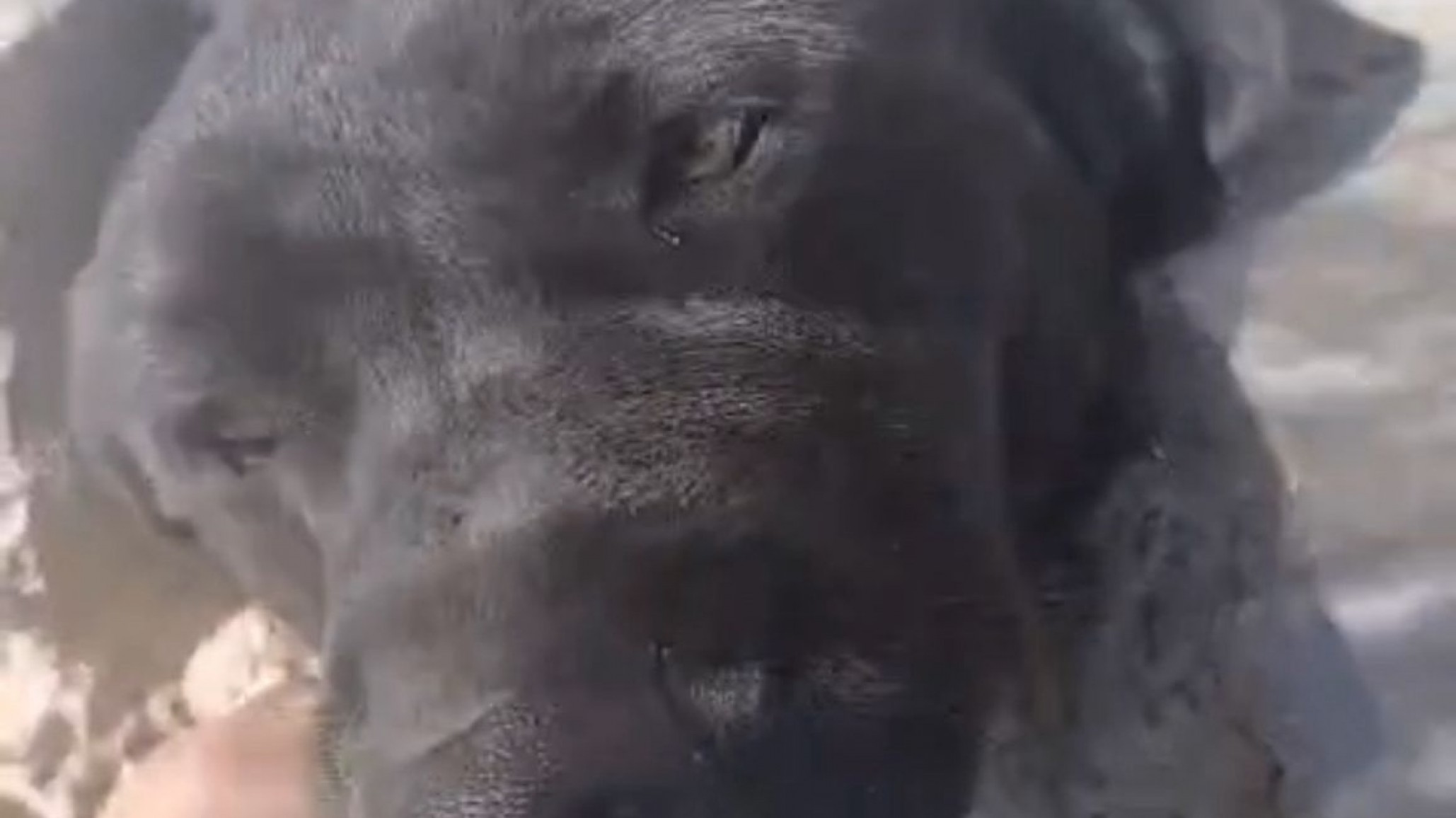 Piden cerrar el Dispensario Canino: "Es un problema de salud pública"