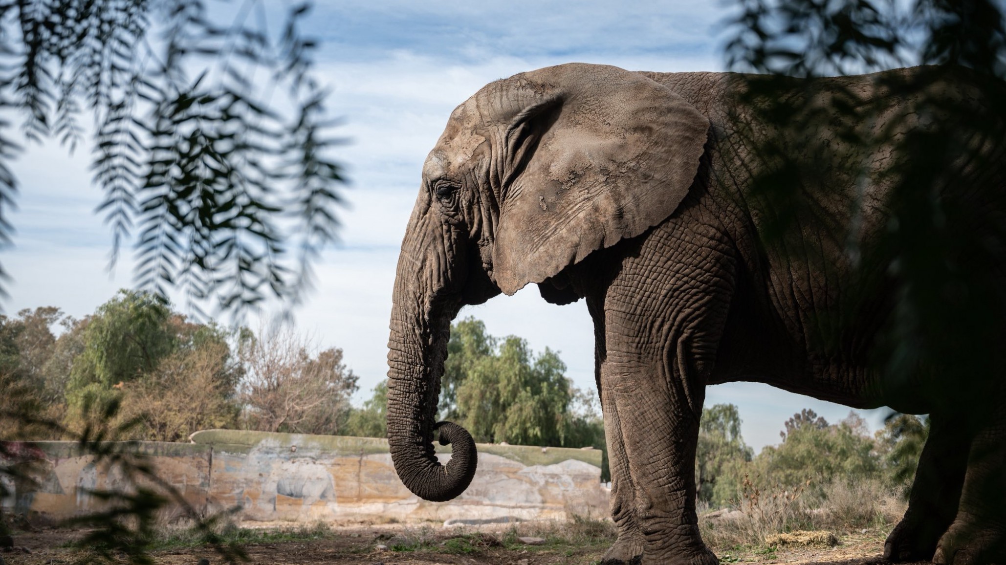 Tras 40 años en cautiverio, Kenya, la elefanta asiática del Ecoparque Mendoza, será trasladada hacia un santuario en Brasil