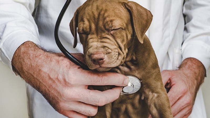 Alerta en Comodoro: "Estamos teniendo hasta 7 casos de moquillo por semana y dos terminan en eutanasia"