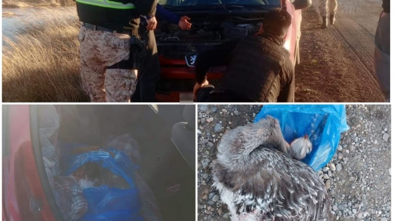 Secuestraron un ñandú transportado ilegalmente en la Ruta 26